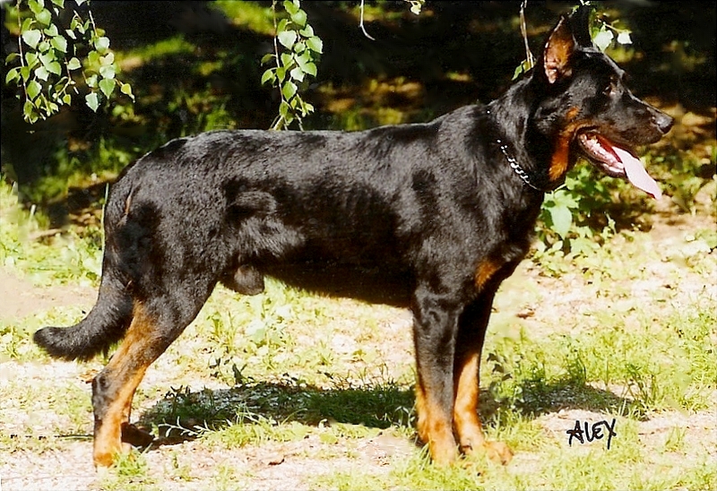 CH. Odax Des assiers