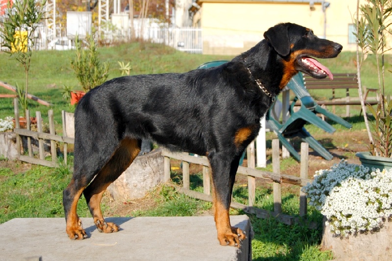 Kaida du Dragon Noir