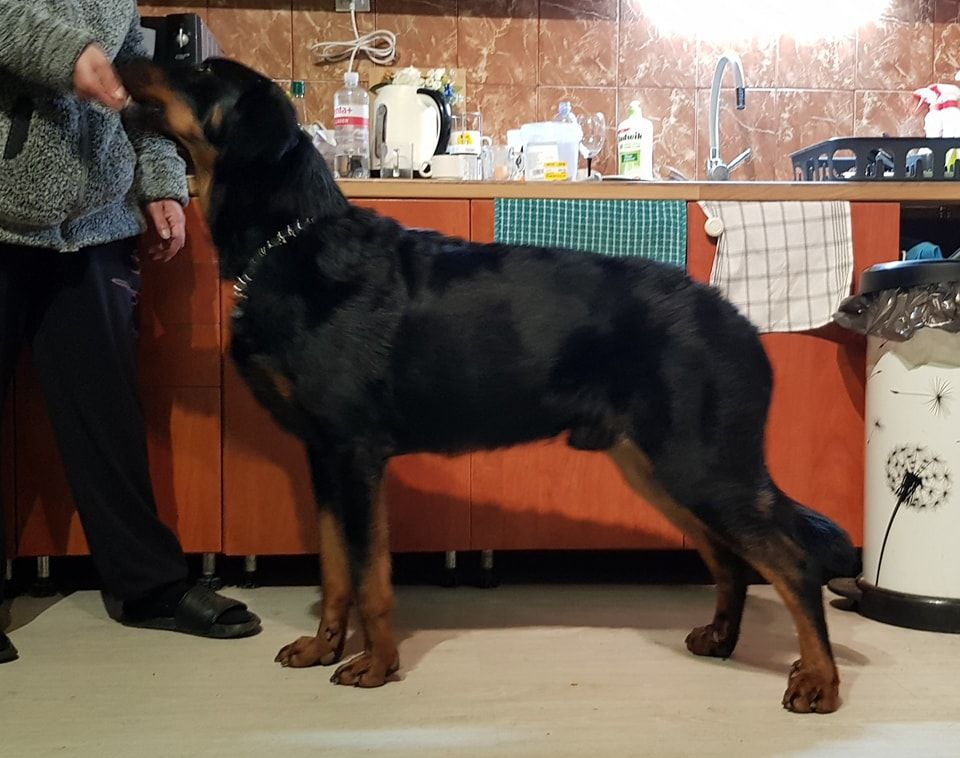 du Dragon Noir - Ronen-Original du Royaume D'Elsa HUNGÁRIA CHAMPION