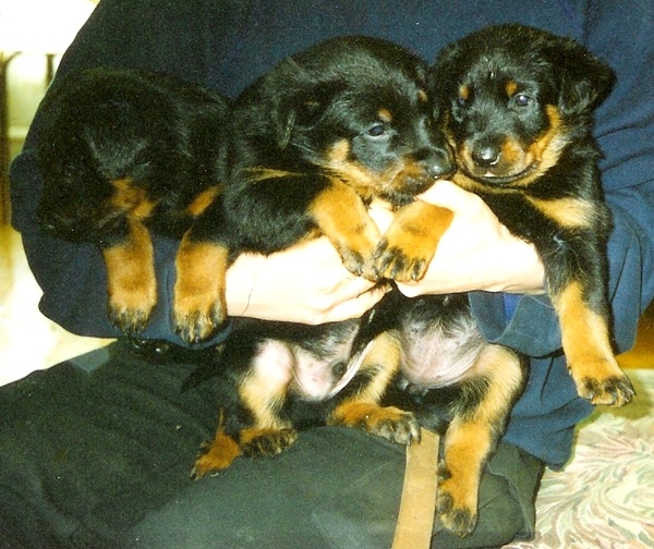 du Dragon Noir - Berger de Beauce - Portée née le 04/04/1999
