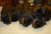 CHIOT