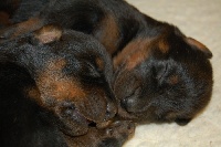 CHIOT