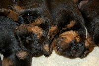 CHIOT