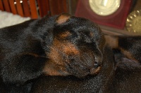 CHIOT