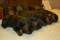 CHIOT