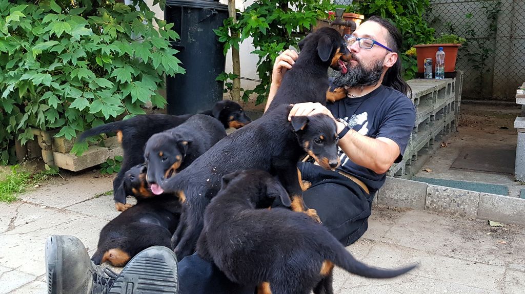 Chiot Berger de Beauce du Dragon Noir
